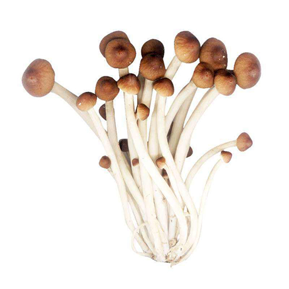Agrocybe Cylindracea